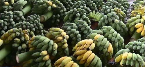 宋家镇怪谈,揭秘千年古镇的神秘怪谈